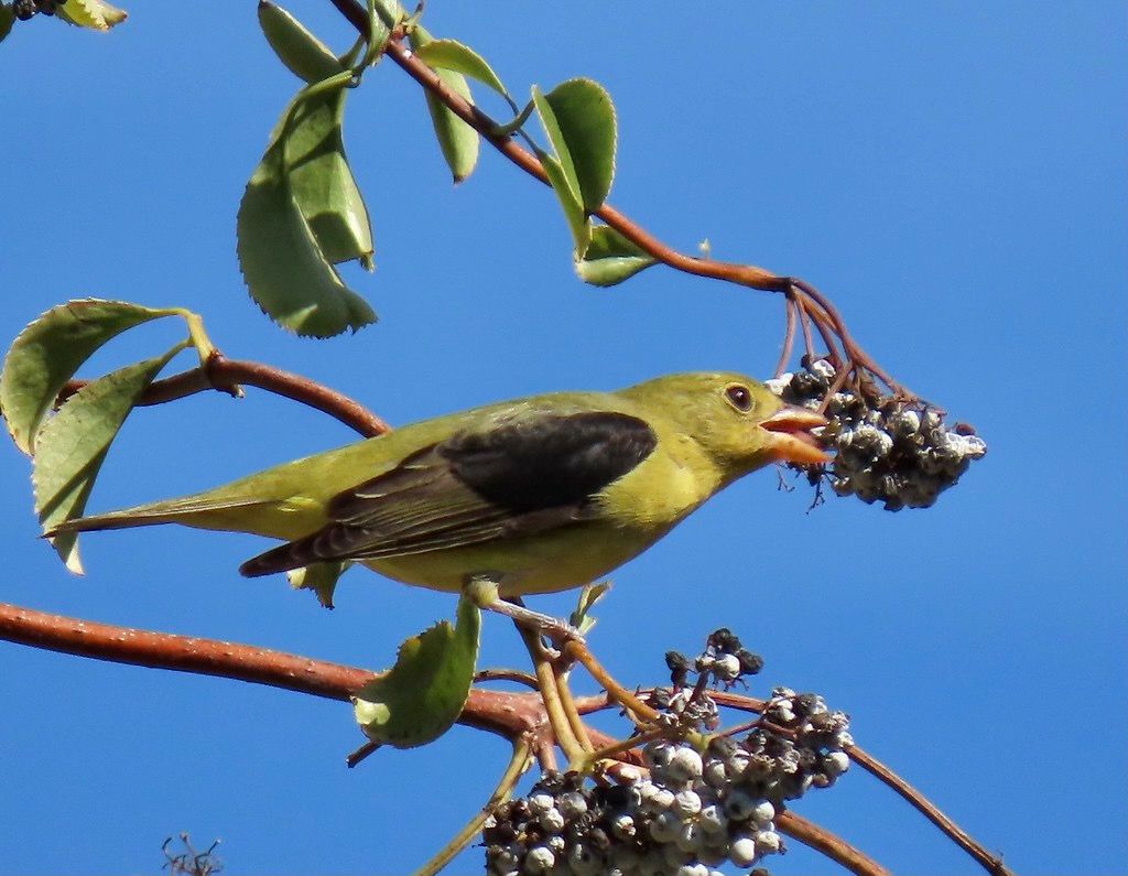 Scarlet Tanager - hatch year male by Kaaren Perry is licensed under CC BY 2.0.